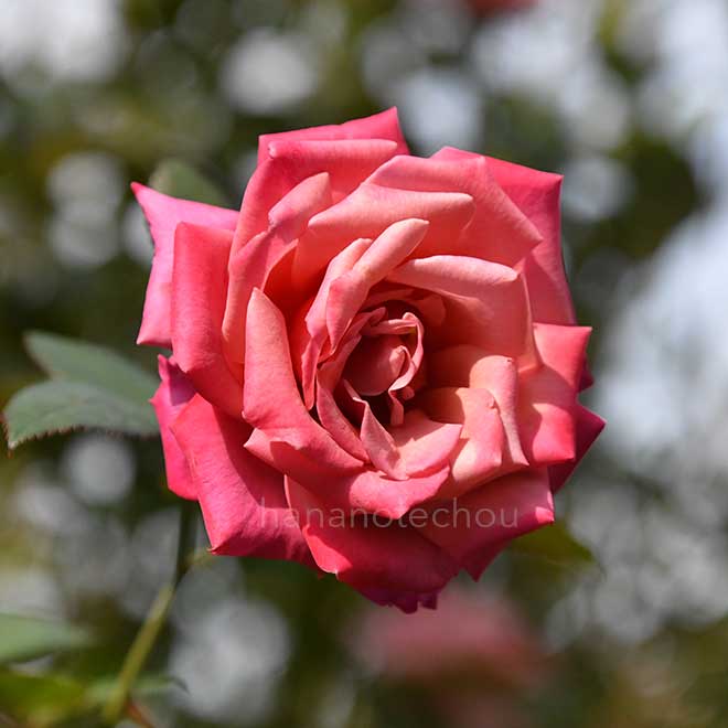 バラ ショコラ|花の手帖の薔薇図鑑