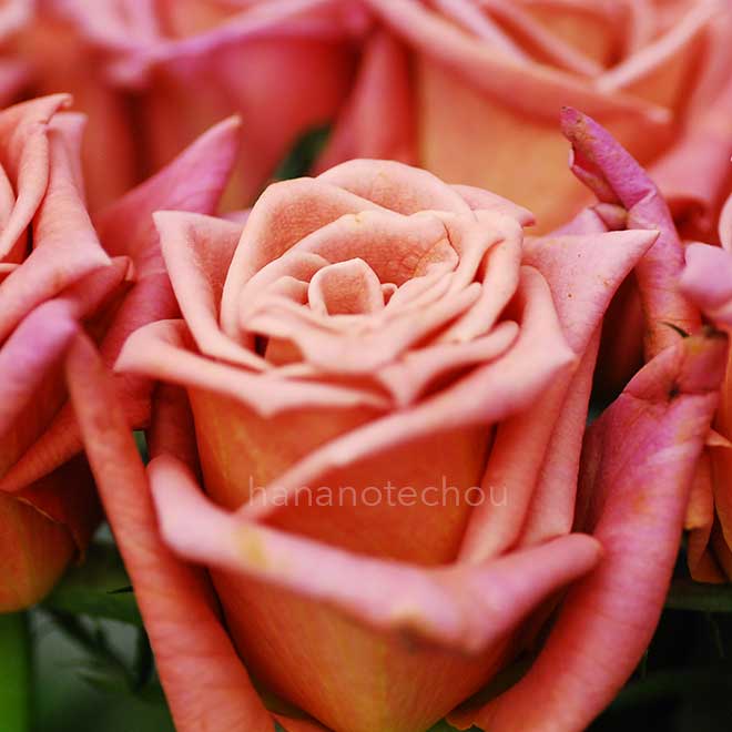 バラ ショコラ|花の手帖の薔薇図鑑