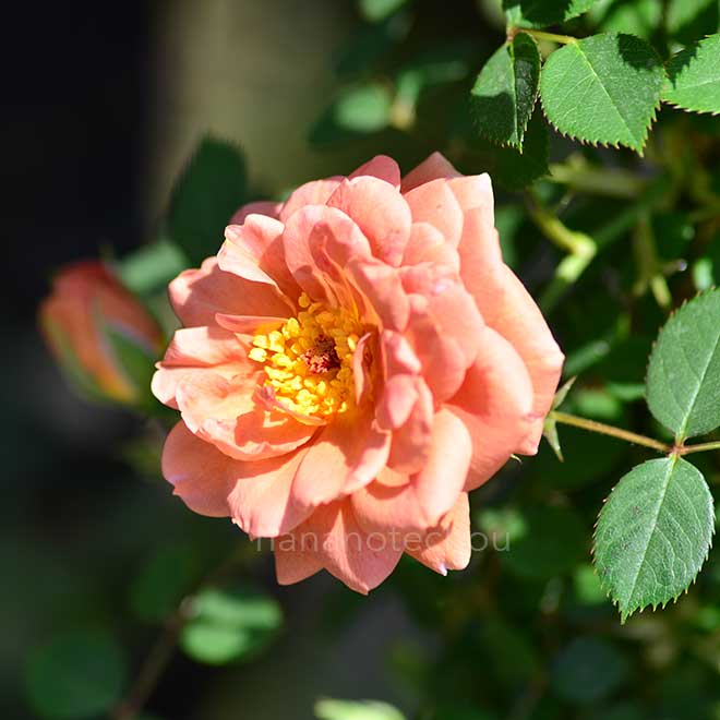 バラ ショコラティエ｜花の手帖の薔薇図鑑
