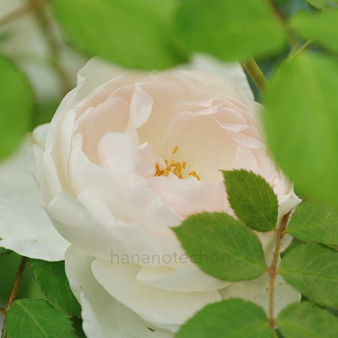 バラ シエロ｜花の手帖の薔薇図鑑