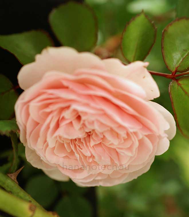 バラ シンデレラ|花の手帖の薔薇図鑑