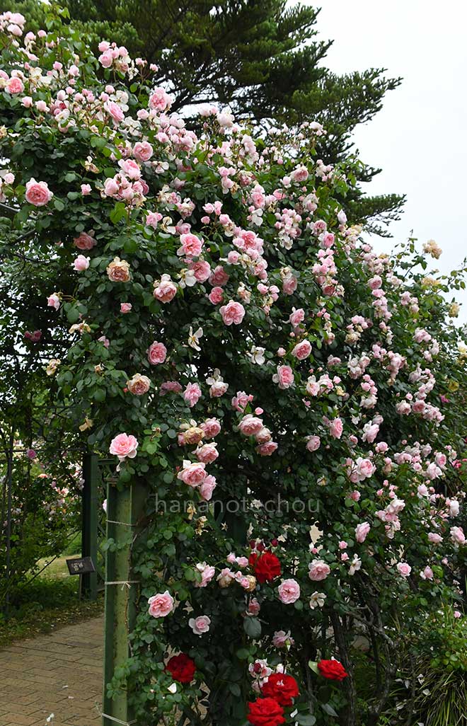 バラ シンデレラ|花の手帖の薔薇図鑑