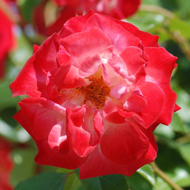 バラ シティ オブ リーズ｜花の手帖の薔薇図鑑