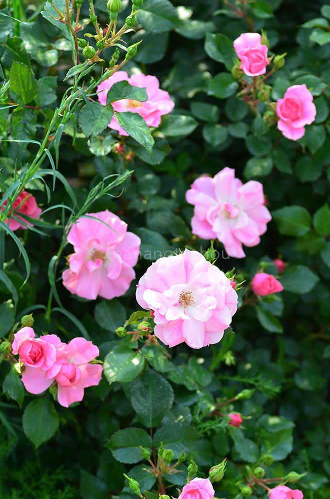 バラ シティ オブ ヨコハマ｜花の手帖の薔薇図鑑
