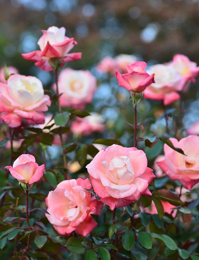 バラ ジェミニ|花の手帖の薔薇図鑑