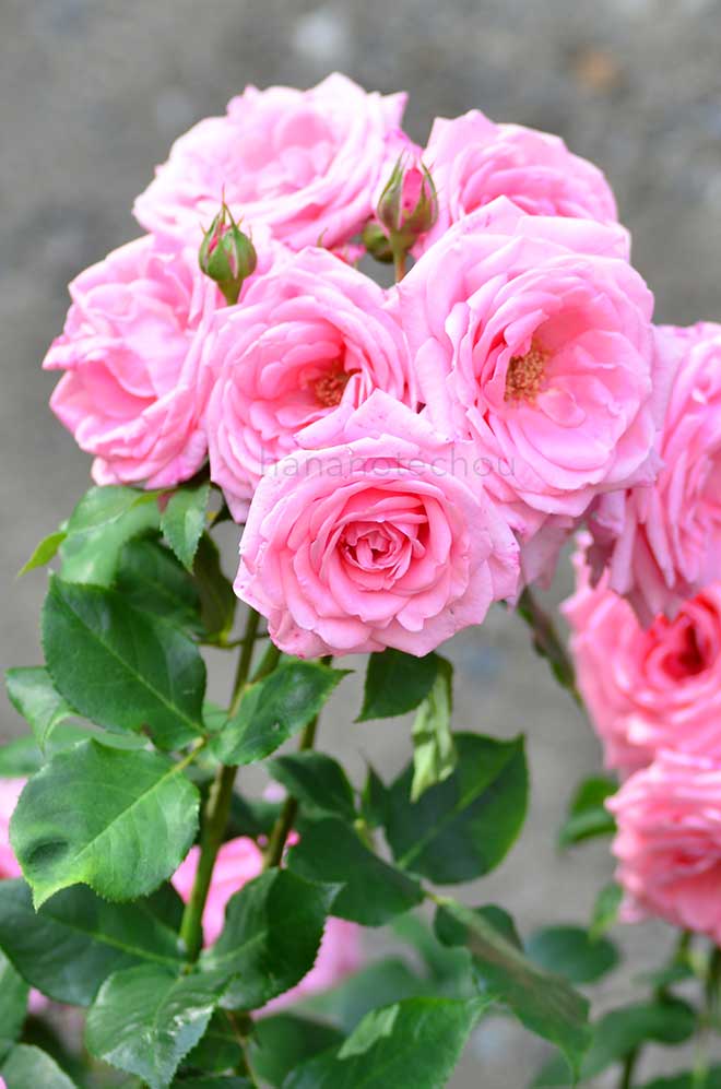 バラ ジーン バーナー｜花の手帖の薔薇図鑑