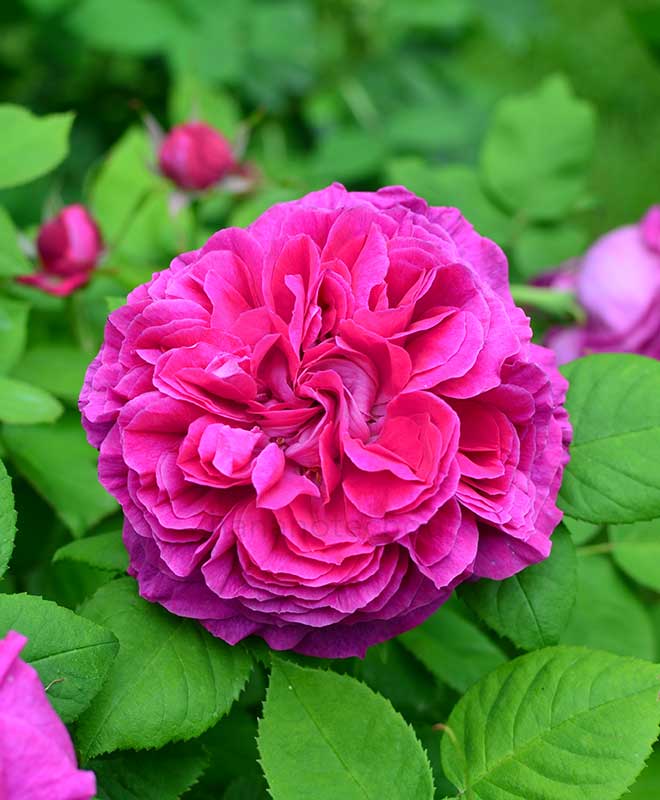 バラ ジェネラル カバイニャック｜花の手帖の薔薇図鑑