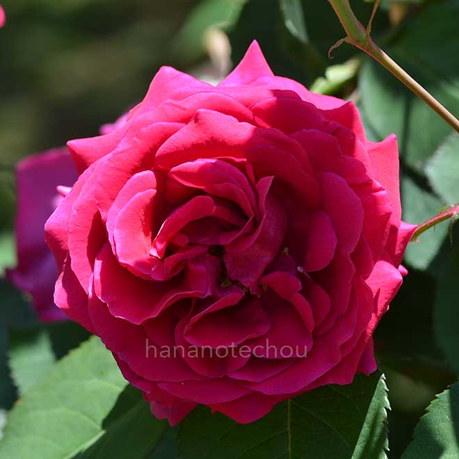 バラ ジェネラルマッカーサー|花の手帖の薔薇図鑑
