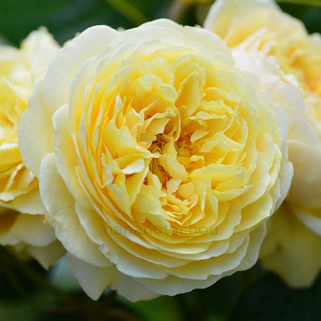 バラ ジーンティアニー｜花の手帖の薔薇図鑑