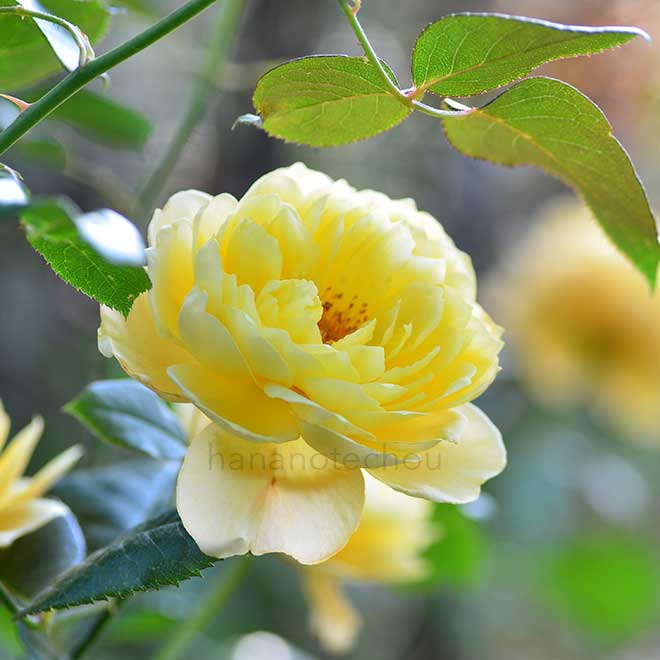 バラ ジーンティアニー｜花の手帖の薔薇図鑑