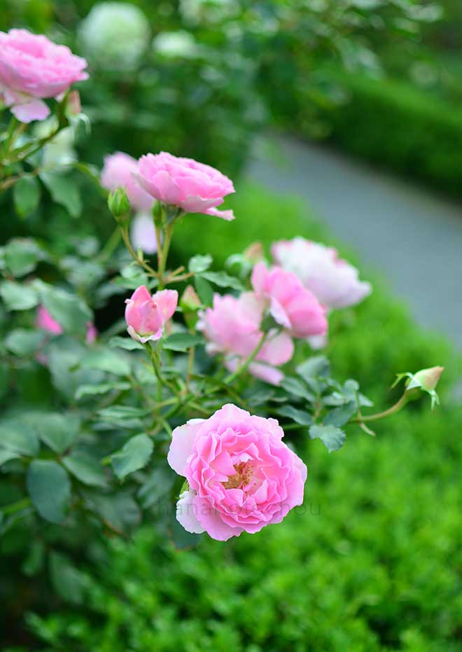 バラ ジャンティーユ｜花の手帖の薔薇図鑑