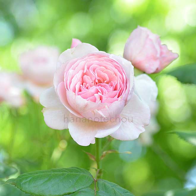 バラ ジェフ ハミルトン|花の手帖の薔薇図鑑