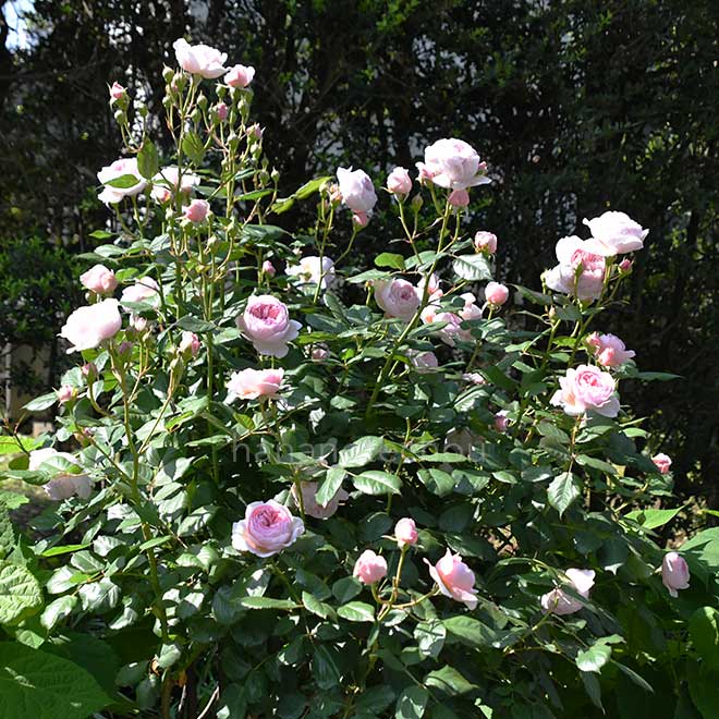 バラ ジェフ ハミルトン|花の手帖の薔薇図鑑