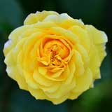 バラ ジョルジュダンジャン｜花の手帖の薔薇図鑑