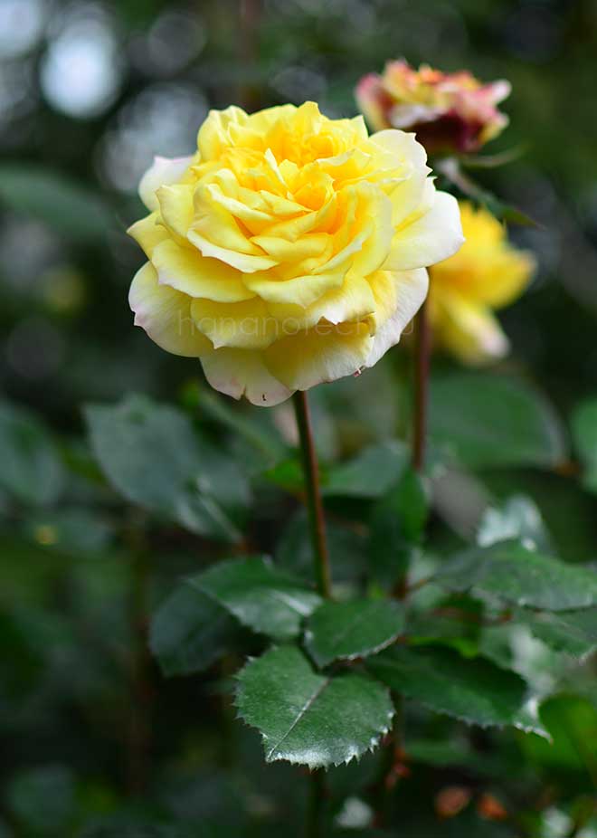 バラ ジョルジュ ダンジャン|花の手帖の薔薇図鑑