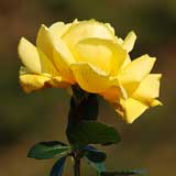 バラ ジーナロロブリジーダ｜花の手帖の薔薇図鑑