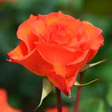 バラ ジンジャー スナップ｜花の手帖の薔薇図鑑