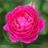 バラ ジプシー ボーイ｜花の手帖の薔薇図鑑