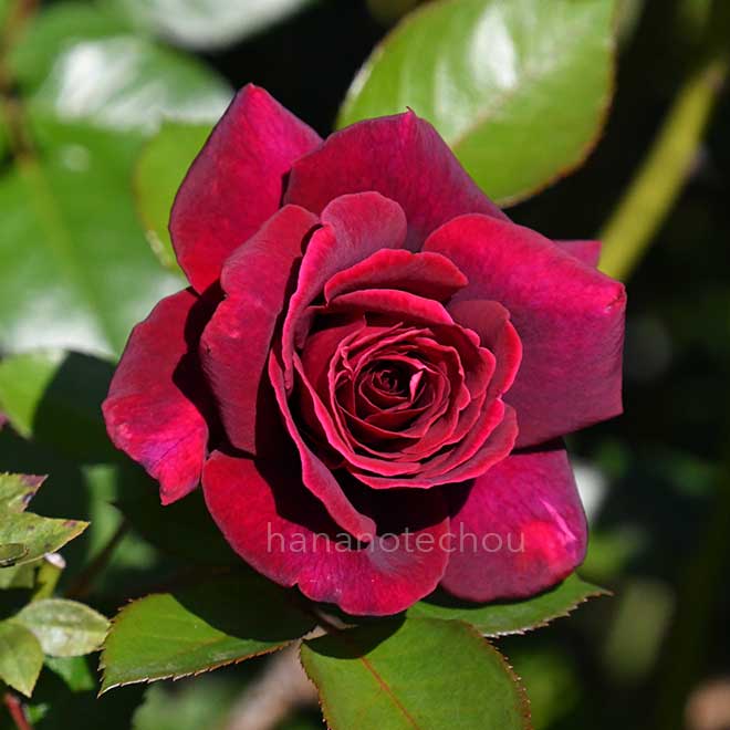 バラ ジプシー ソウル｜花の手帖の薔薇図鑑