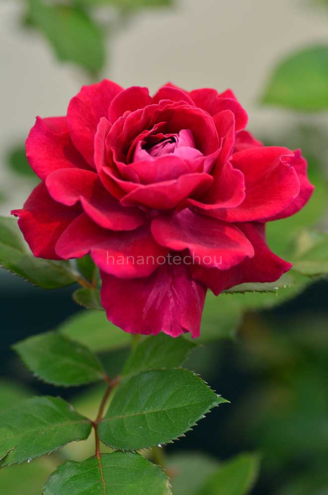 バラ ジプシー ソウル｜花の手帖の薔薇図鑑