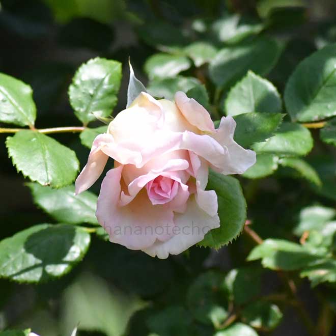 バラ ジャネット|花の手帖の薔薇図鑑