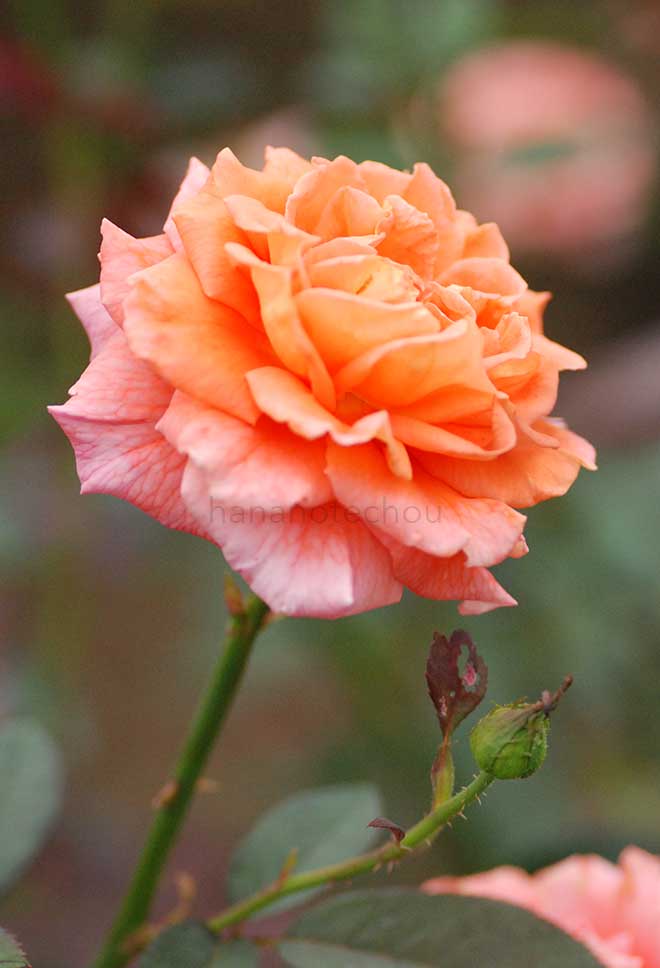 バラ ジャニナ|花の手帖の薔薇図鑑