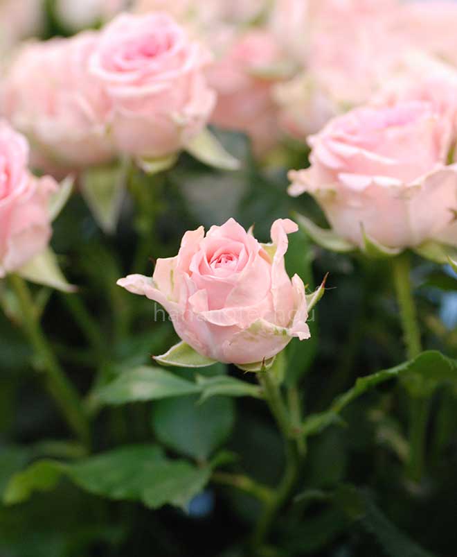 バラ ジャニーヌ|花の手帖の薔薇図鑑