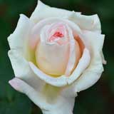 バラ ジャルダンドゥバガテール｜花の手帖の薔薇図鑑