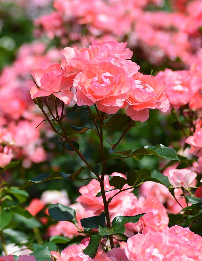 バラ ジャルダン ドゥ フランス|花の手帖の薔薇図鑑