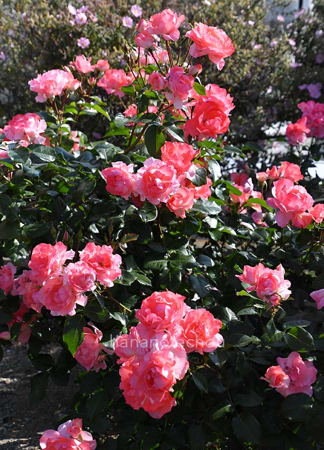 バラ ジャルダン ドゥ フランス|花の手帖の薔薇図鑑