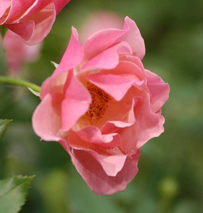 バラ ジャン コクトー｜花の手帖の薔薇図鑑