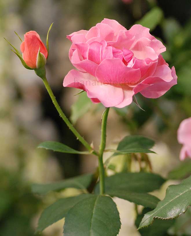 バラ ジャン コクトー｜花の手帖の薔薇図鑑