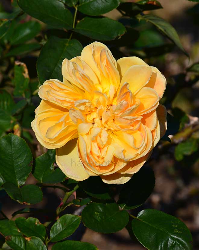 バラ ジャン ジオノ|花の手帖の薔薇図鑑