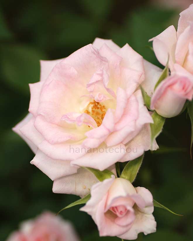 バラ ジェニファー｜花の手帖の薔薇図鑑