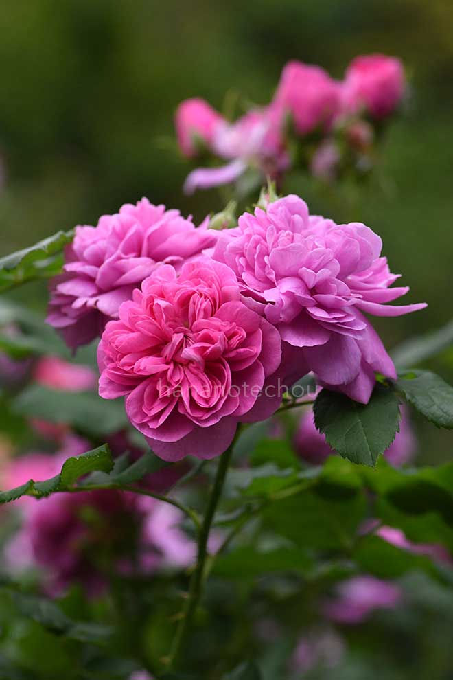 バラ ジョアシン アネ｜花の手帖の薔薇図鑑