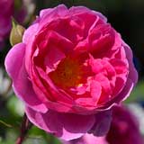 バラ ジョン クレア｜花の手帖の薔薇図鑑