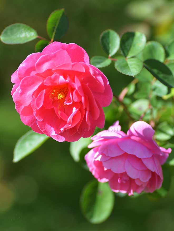 バラ ジョン クレア|花の手帖の薔薇図鑑