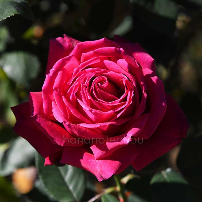 バラ ジョン ウォータラー｜花の手帖の薔薇図鑑