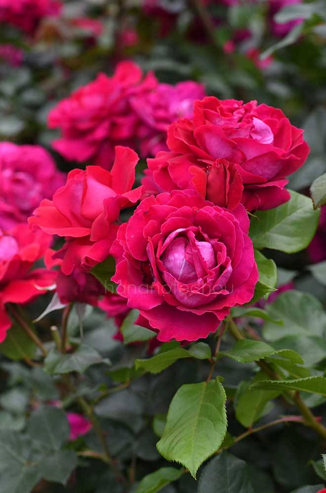 バラ ジョリー メロディー|花の手帖の薔薇図鑑