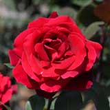 バラ ジョセフィンブルース｜花の手帖の薔薇図鑑