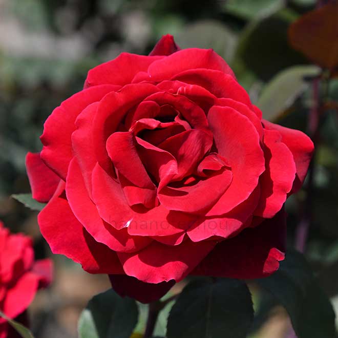 バラ ジョセフィン ブルース｜花の手帖の薔薇図鑑