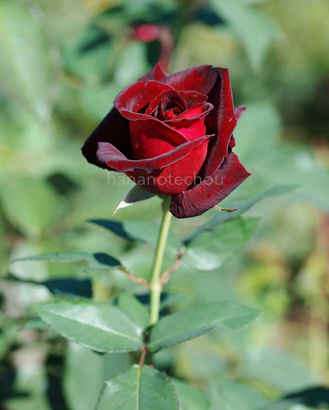 バラ ジョセフィン ブルース｜花の手帖の薔薇図鑑