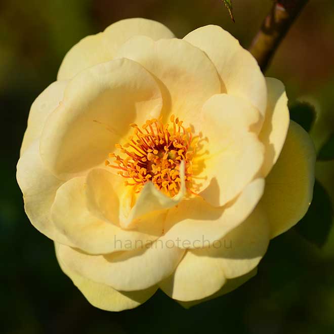 バラ ジェイピーコーネル｜花の手帖の薔薇図鑑