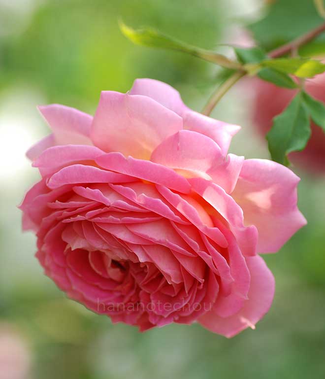 バラ ジュビリー セレブレーション|花の手帖の薔薇図鑑