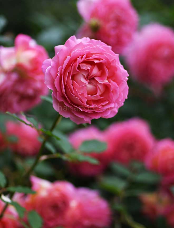 バラ ジュビリー セレブレーション|花の手帖の薔薇図鑑