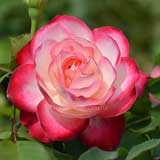 バラ ジュビレデュプリンスドゥモナコ｜花の手帖の薔薇図鑑