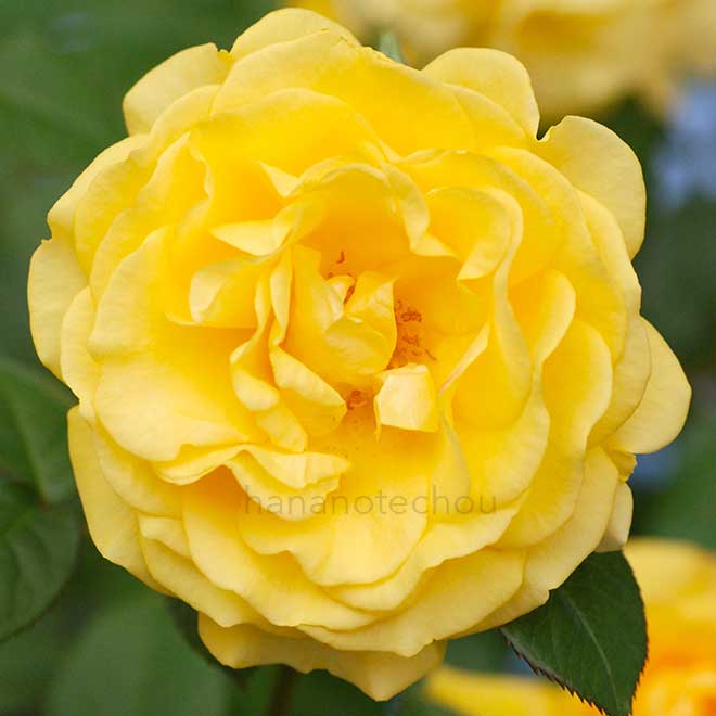 バラ ジュリア チャイルド｜花の手帖の薔薇図鑑