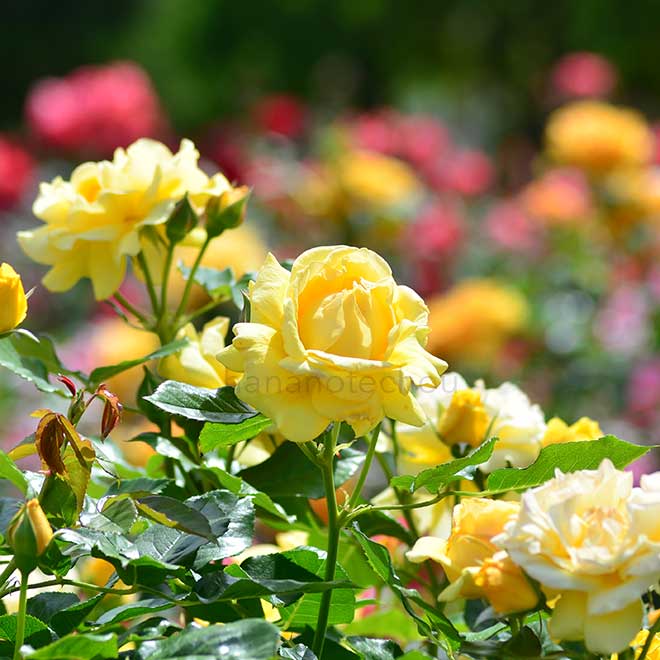 バラ ジュリア チャイルド｜花の手帖の薔薇図鑑