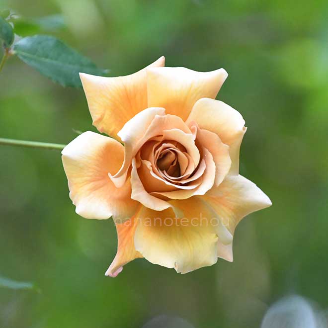 バラ つる ジュリア|花の手帖の薔薇図鑑