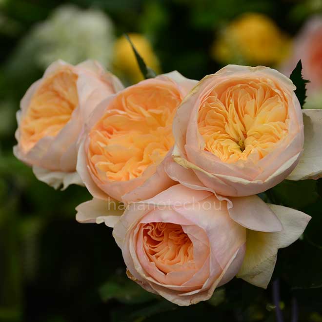 バラ ジュリエット|花の手帖の薔薇図鑑